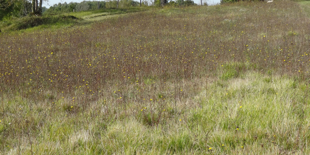 terrain à PAUSSAC ET ST VIVIEN (24310)